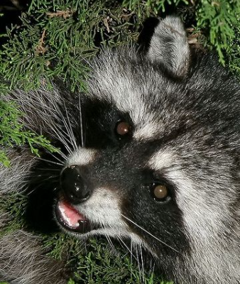 raccoon